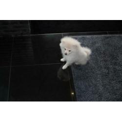 Pomeriaan/Pomeranian/Dwergkees/White