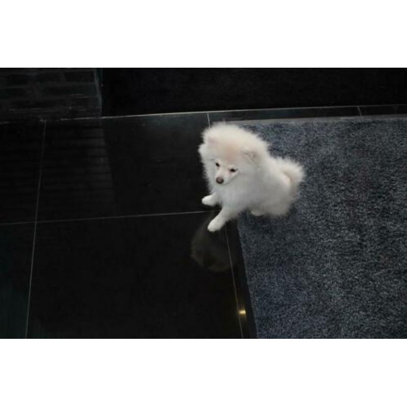 Pomeriaan/Pomeranian/Dwergkees/White
