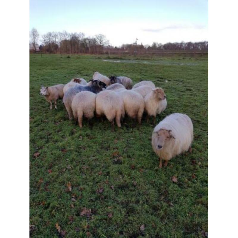 10 drachtige Drentse heideschapen