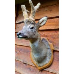 4x opgezette reeen,opgezette herten,taxidermie