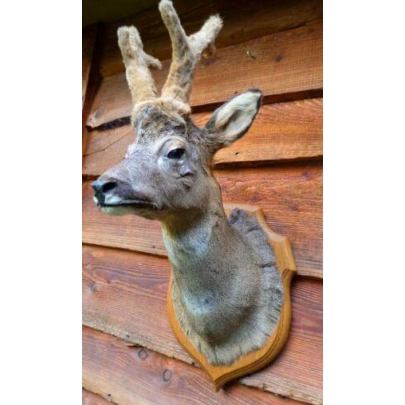 4x opgezette reeen,opgezette herten,taxidermie