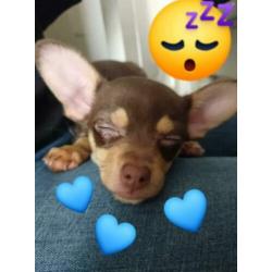 Chihuahua broertjes