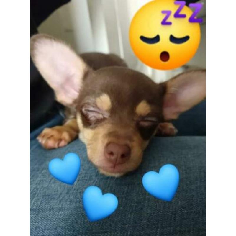 Chihuahua broertjes