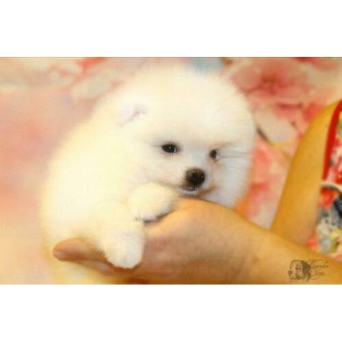 Pomeriaan/Pomeranian/Dwergkees/White
