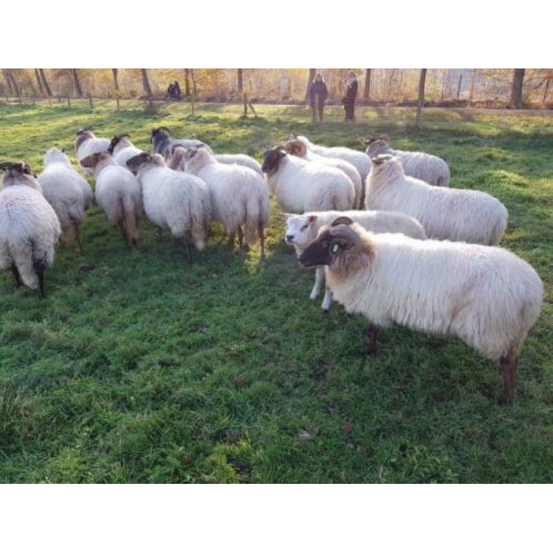 10 drachtige Drentse heideschapen