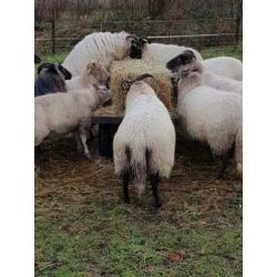 10 drachtige Drentse heideschapen