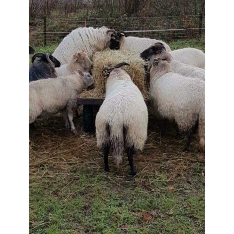 10 drachtige Drentse heideschapen