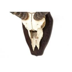 Antiek antilope gewei met schedel op schild vintage