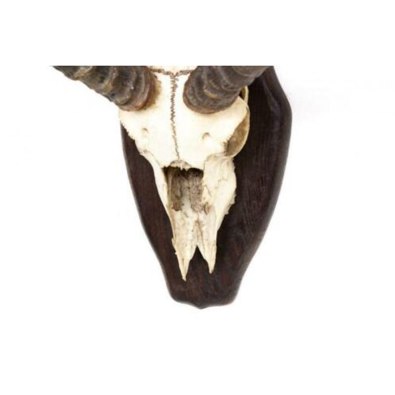 Antiek antilope gewei met schedel op schild vintage