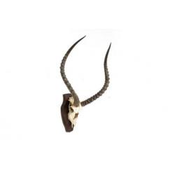 Antiek antilope gewei met schedel op schild vintage