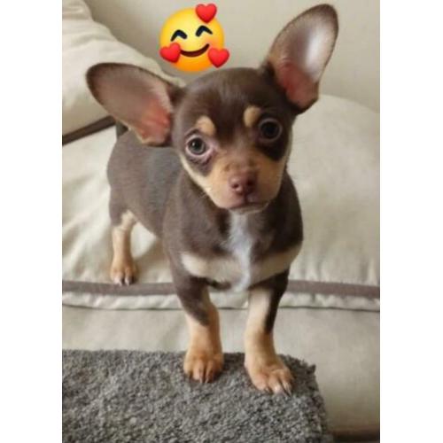 Chihuahua broertjes