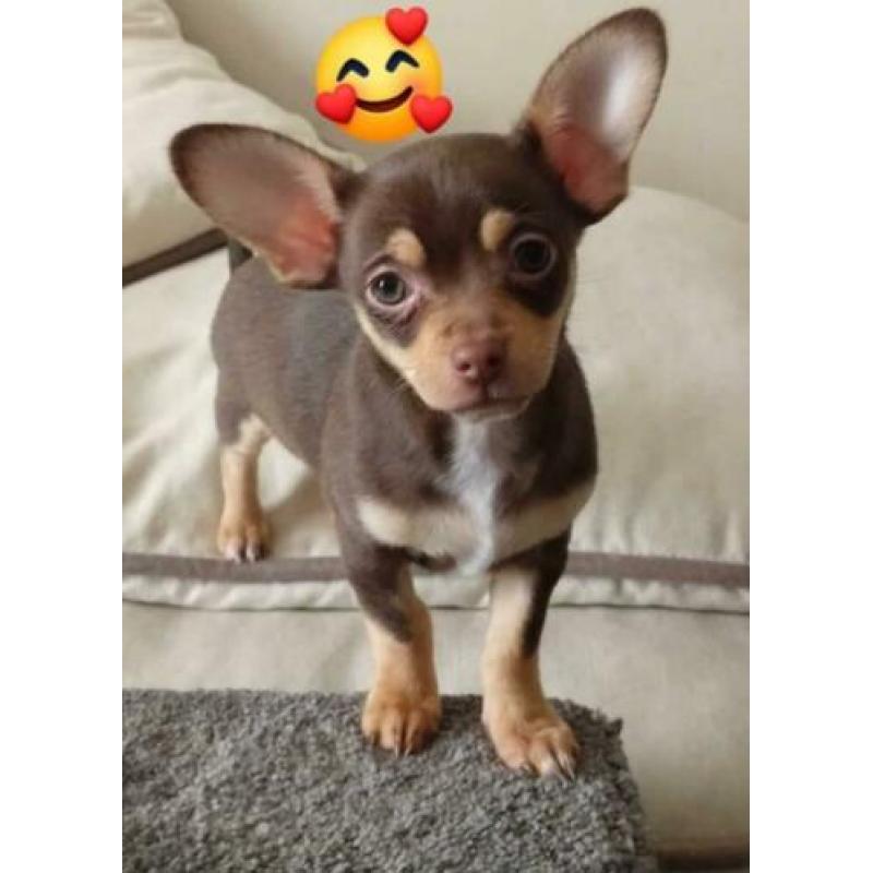 Chihuahua broertjes