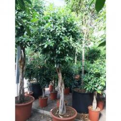 Ficus 'nitida' 340-350cm - Stam art39996