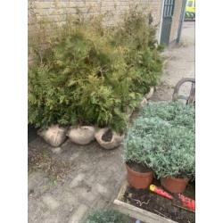 Haagconiferen vanaf €2,50 buxus €1 lavendel €1,50 Hidcote