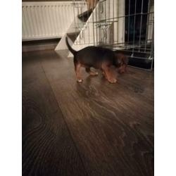 Jack Russell Jack Russel black and tan pups