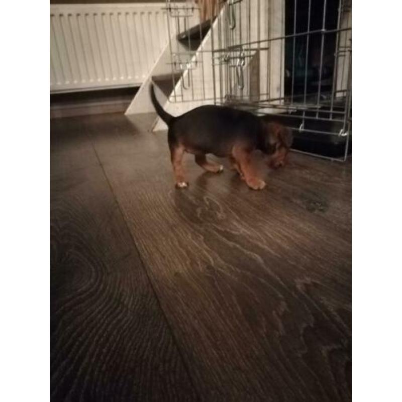 Jack Russell Jack Russel black and tan pups