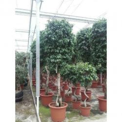 Ficus Benjamina 'columnar' - Treurvijg - Waringin 565-575cm