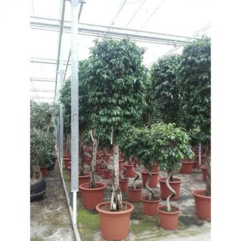 Ficus Benjamina 'columnar' - Treurvijg - Waringin 565-575cm