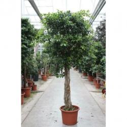 Ficus 'nitida' 340-350cm - Stam art39996