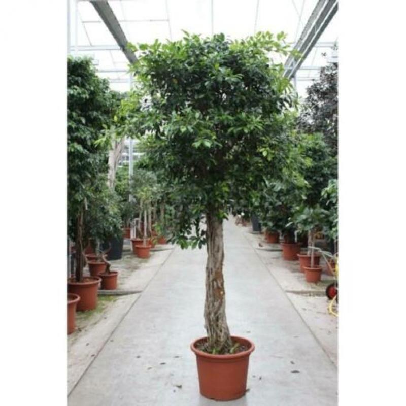 Ficus 'nitida' 340-350cm - Stam art39996