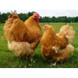 Brahma Groot, Orpington Groot Geënt-Ontwormt-Hennen 8-12wkn