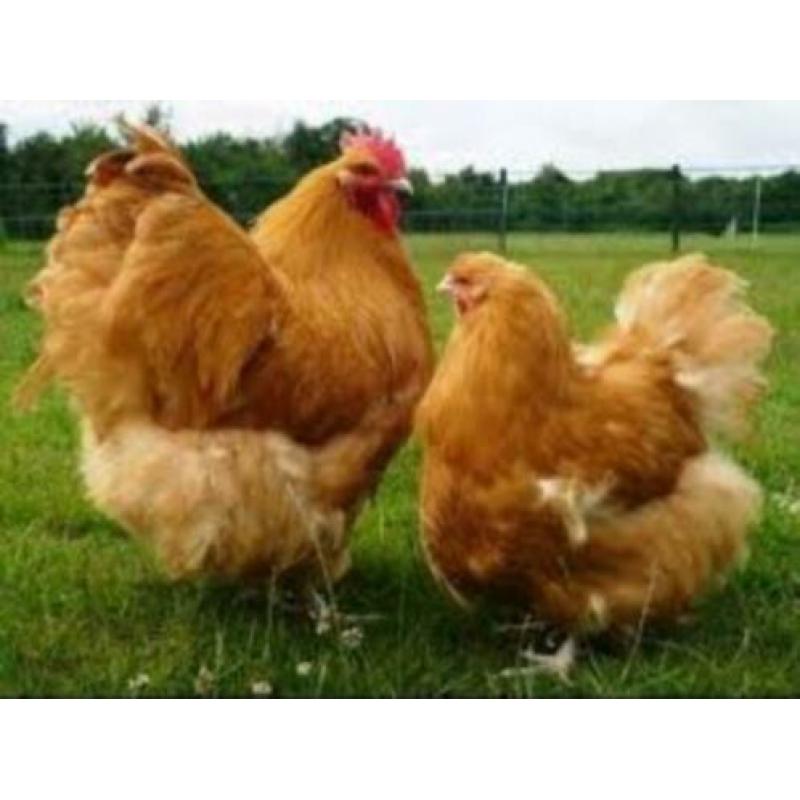 Brahma Groot, Orpington Groot Geënt-Ontwormt-Hennen 8-12wkn