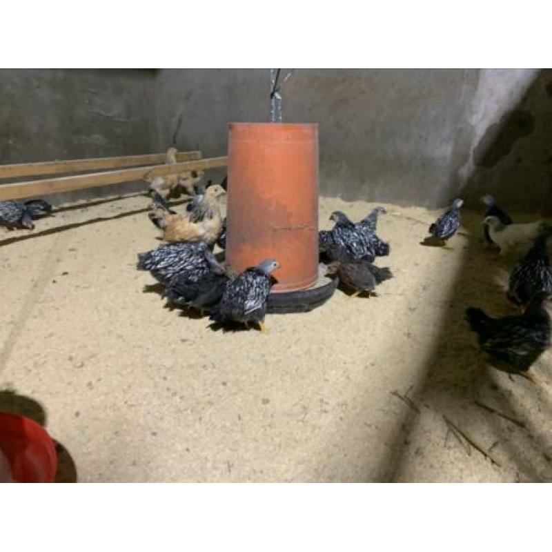 Kuikens