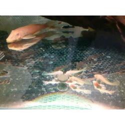 Jonge ancistrus wildkleur en albino