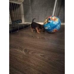 Jack Russell Jack Russel black and tan pups