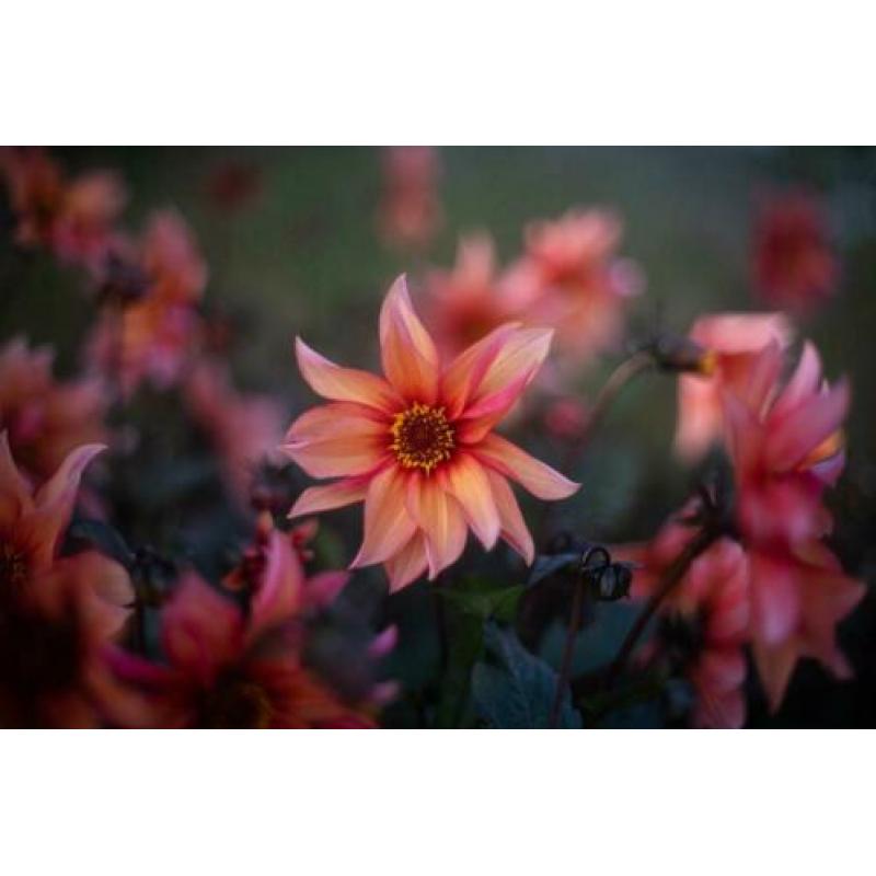 Konica Hexanon AR 50 mm F 1.4 , TOP, Lichtsterk