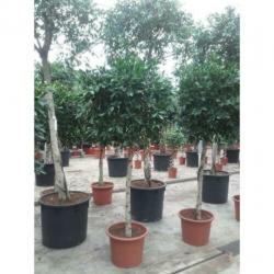 Ficus 'nitida' 340-350cm - Stam art39996