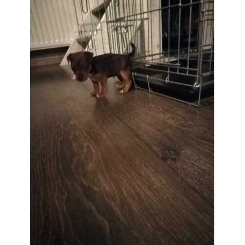 Jack Russell Jack Russel black and tan pups