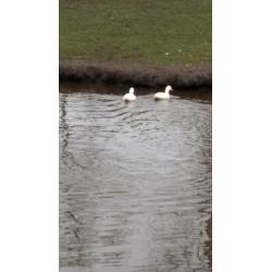 Muskuseenden, witte eenden en kalkoenen