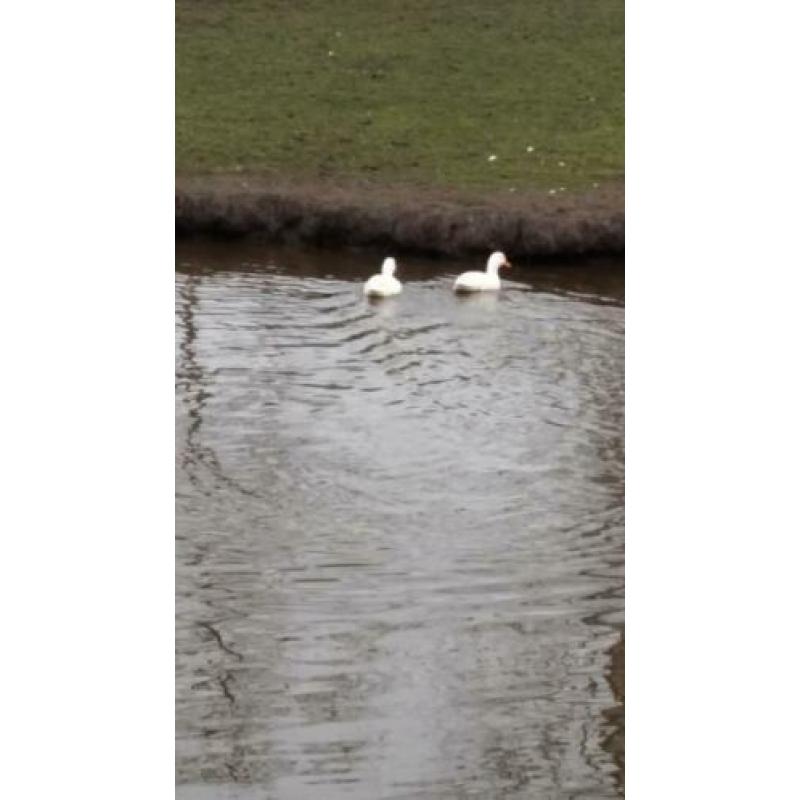 Muskuseenden, witte eenden en kalkoenen