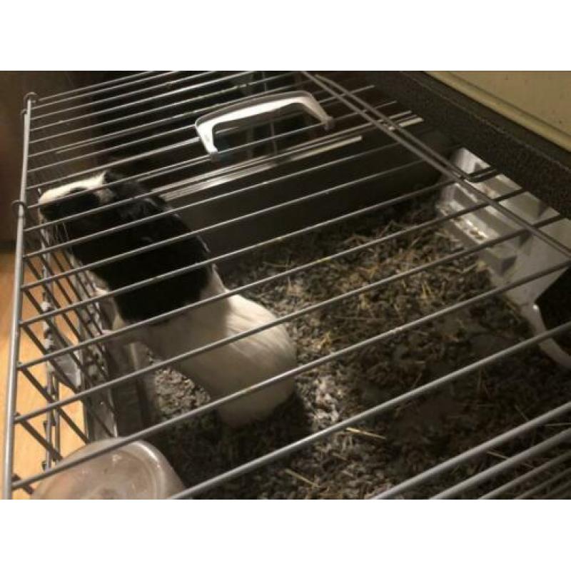 Jong cavia 4 maand met huis
