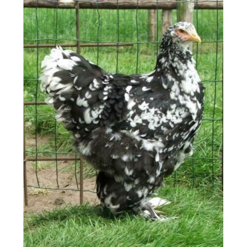 Brahma Groot, Orpington Groot Geënt-Ontwormt-Hennen 8-12wkn