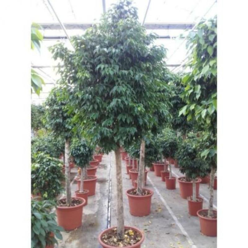 Ficus Benjamina 'columnar' - Treurvijg - Waringin 565-575cm
