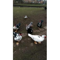 Muskuseenden, witte eenden en kalkoenen
