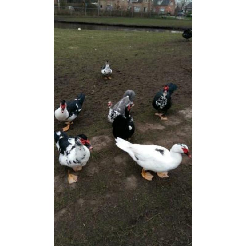 Muskuseenden, witte eenden en kalkoenen