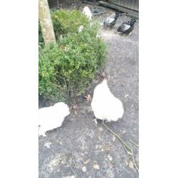 Trio witte gladde cochin!