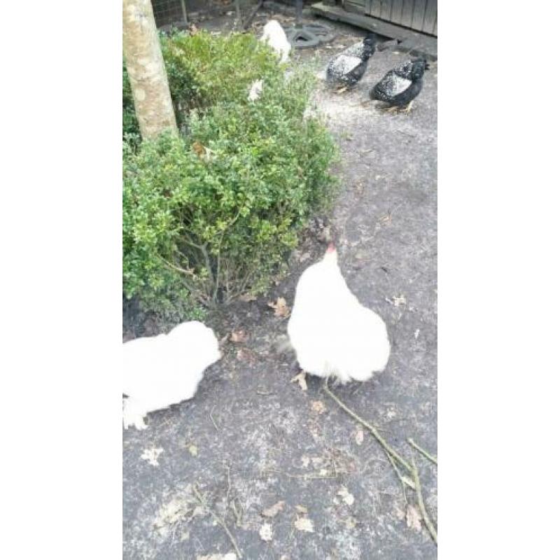 Trio witte gladde cochin!