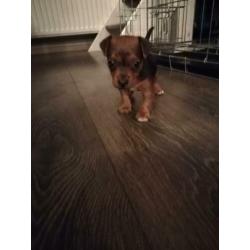 Jack Russell Jack Russel black and tan pups