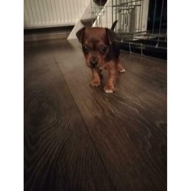 Jack Russell Jack Russel black and tan pups