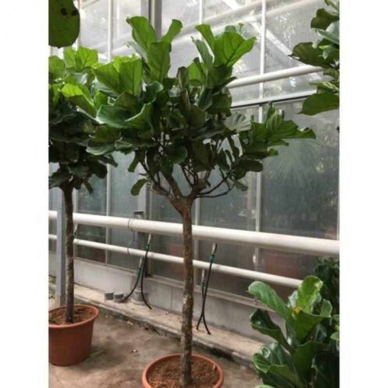 Ficus Lyrata - Vioolplant 590-600cm art43929