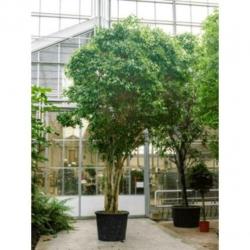Ficus Benjamina 'columnar' - Treurvijg - Waringin 565-575cm