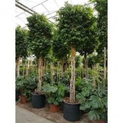 Ficus Benjamina 'columnar' - Treurvijg - Waringin 565-575cm