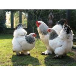 Brahma Groot, Orpington Groot Geënt-Ontwormt-Hennen 8-12wkn