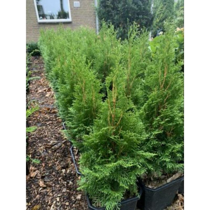 Haagconiferen vanaf €2,50 buxus €1 lavendel €1,50 Hidcote