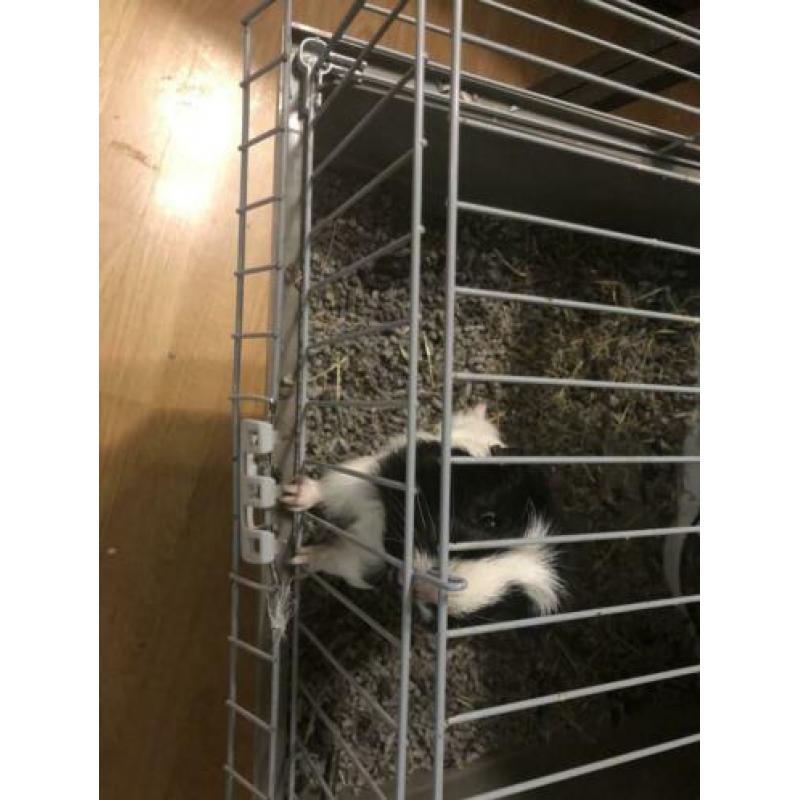 Jong cavia 4 maand met huis