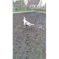 Muskuseenden, witte eenden en kalkoenen